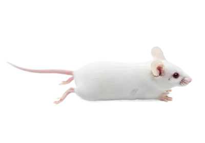 Imagen PNG para descargar